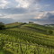 Il Consorzio Barbera d'Asti e Vini del Monferrato, custode del Patrimonio Enologico Unesco [GALLERIA FOTOGRAFICA]