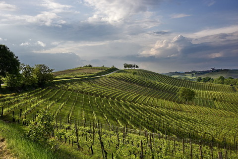 Il Consorzio Barbera d'Asti e Vini del Monferrato, custode del Patrimonio Enologico Unesco [GALLERIA FOTOGRAFICA]
