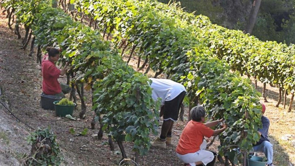 Costa Azzurra: a Saint Paul de Vence il vino é anche storia (Video e Foto)