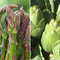 Asti: asparagi e carciofi protagonisti della tavola nel mese di maggio
