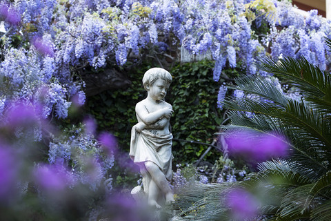 Rifiorisce la collezione più importante di glicini in Italia, ad Alassio: Villa della Pergola apre i suoi giardini