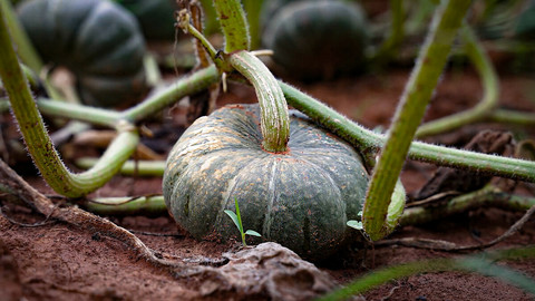 La zucca di Piozzo diventa Presidio Slow Food