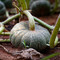 La zucca di Piozzo diventa Presidio Slow Food